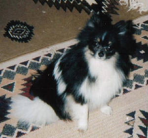 bandit0305.jpg