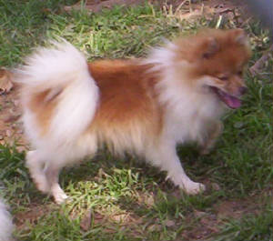foxie1.jpg